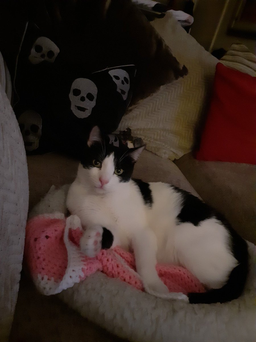 Ouzo44144791's tweet image. Had a great night last night.  This was me having a rest after a spot of playing! I know  i know i am cuteness personified #ouzo #AdoptDontShop #FIVcat #CatsOfTwitter #catsprotection