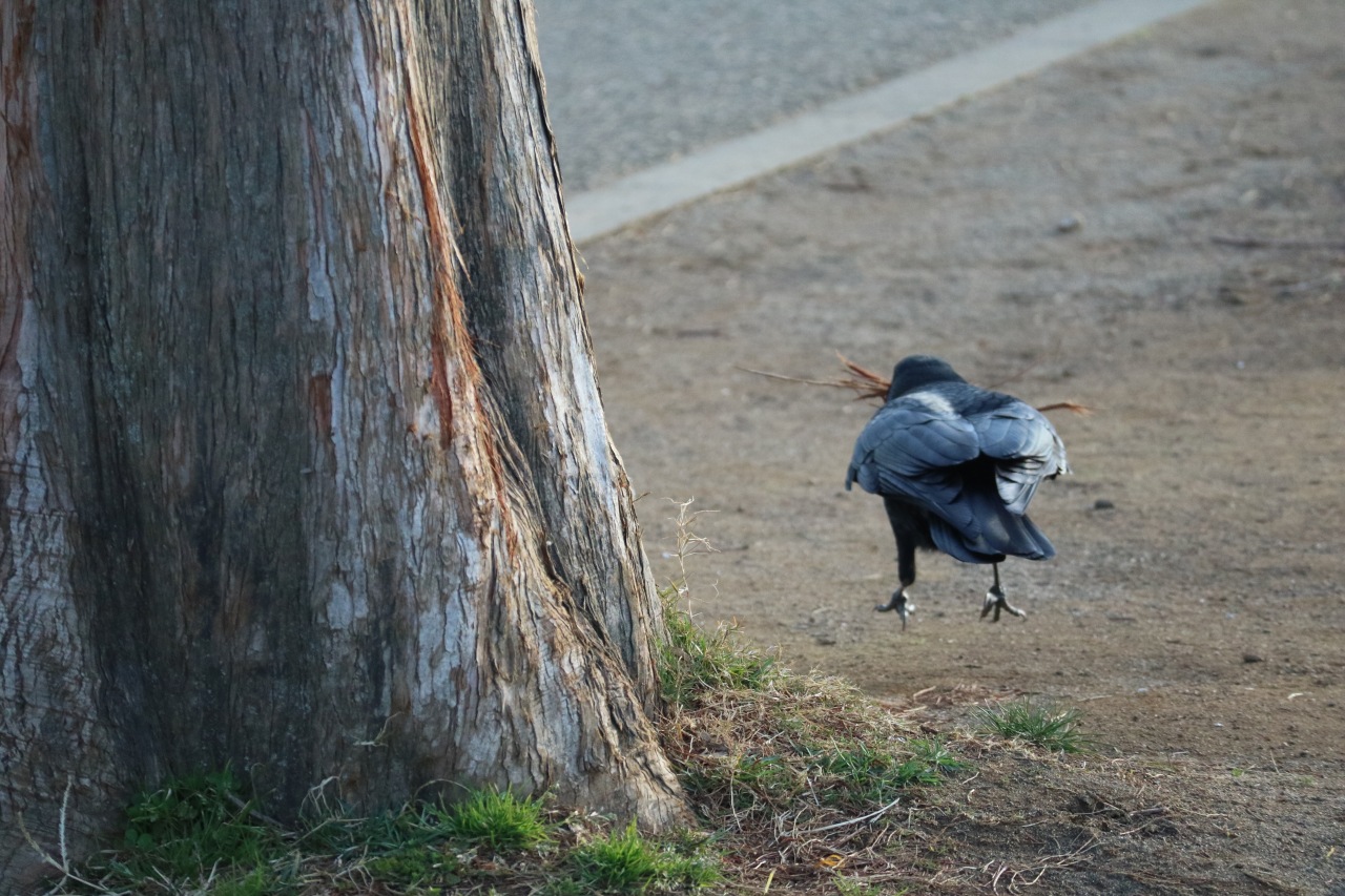 武蔵小杉ライフ公式 武蔵小杉にカラスの巣作りシーズンが到来 南武沿線道路の電柱にも針金ハンガーの巣が構築中 T Co Tntceipa2x ベランダからの盗難にご注意ください T Co Jpydlygqjn Twitter