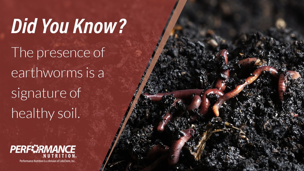 PerformFertAG's tweet image. Did You Know?
The presence of earthworms is a signature of healthy soil. Find out how to restore soil health with #NutriSmart. bit.ly/2NxIYdd
 #GrowSustainably #PerformanceTechnology
