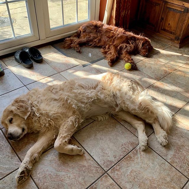 EdwardtheSetter's tweet image. A rare opportunity for a spot of sunbathing #edwardthesetter #finallystoppedraining