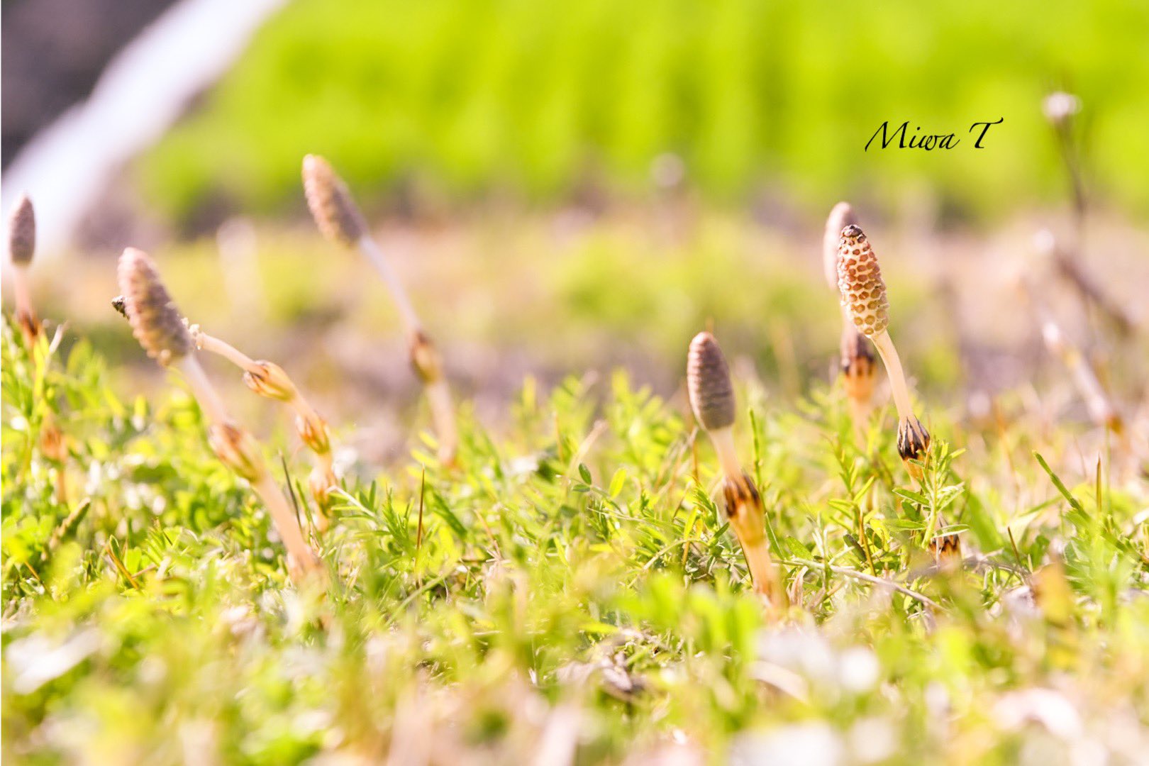 筆の花 Twitter Search Twitter