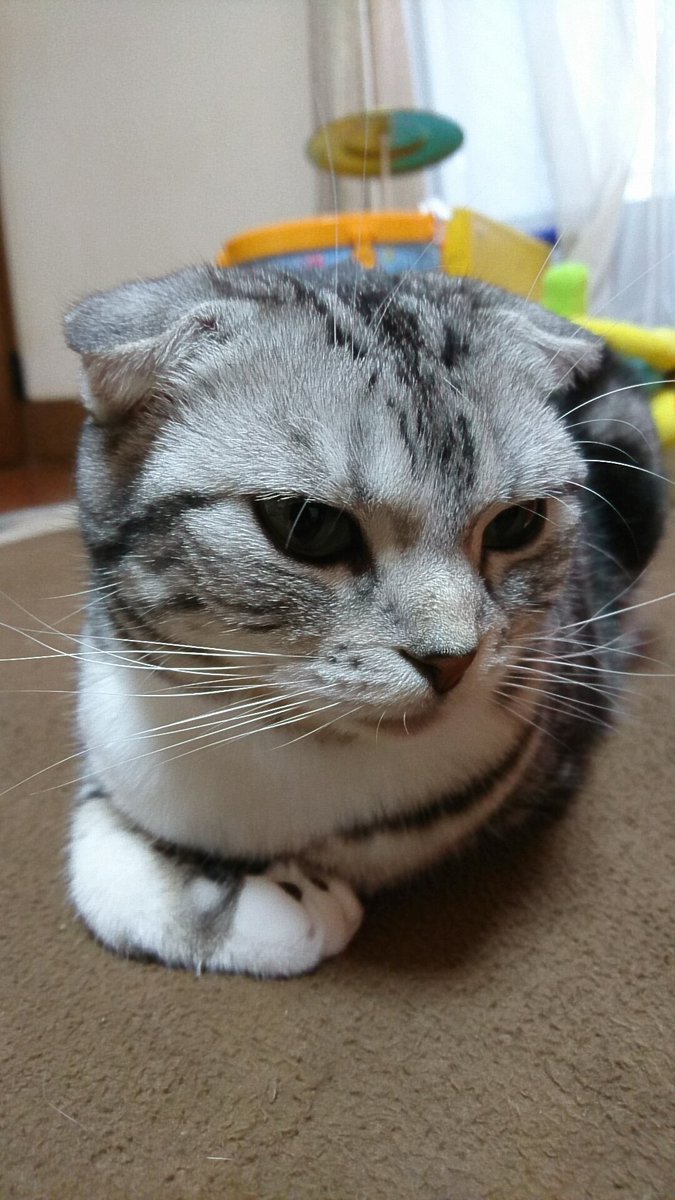 Chito_0629's tweet photo. 久しぶりです。
ちとさんは元気です！ 至近距離で撮ったら少し嫌がられてます← https://t.co/sZCKnbE6Ag
