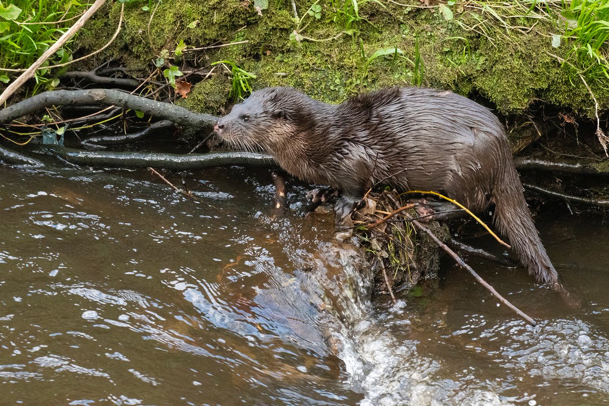 diggums's tweet photo. Where thereโs a will thereโs an otter. Slightly more feline and rodent-like in these. #waterofleith #otters #edinburgh #wolct @BBCSpringwatch https://t.co/yi62l4KaDo