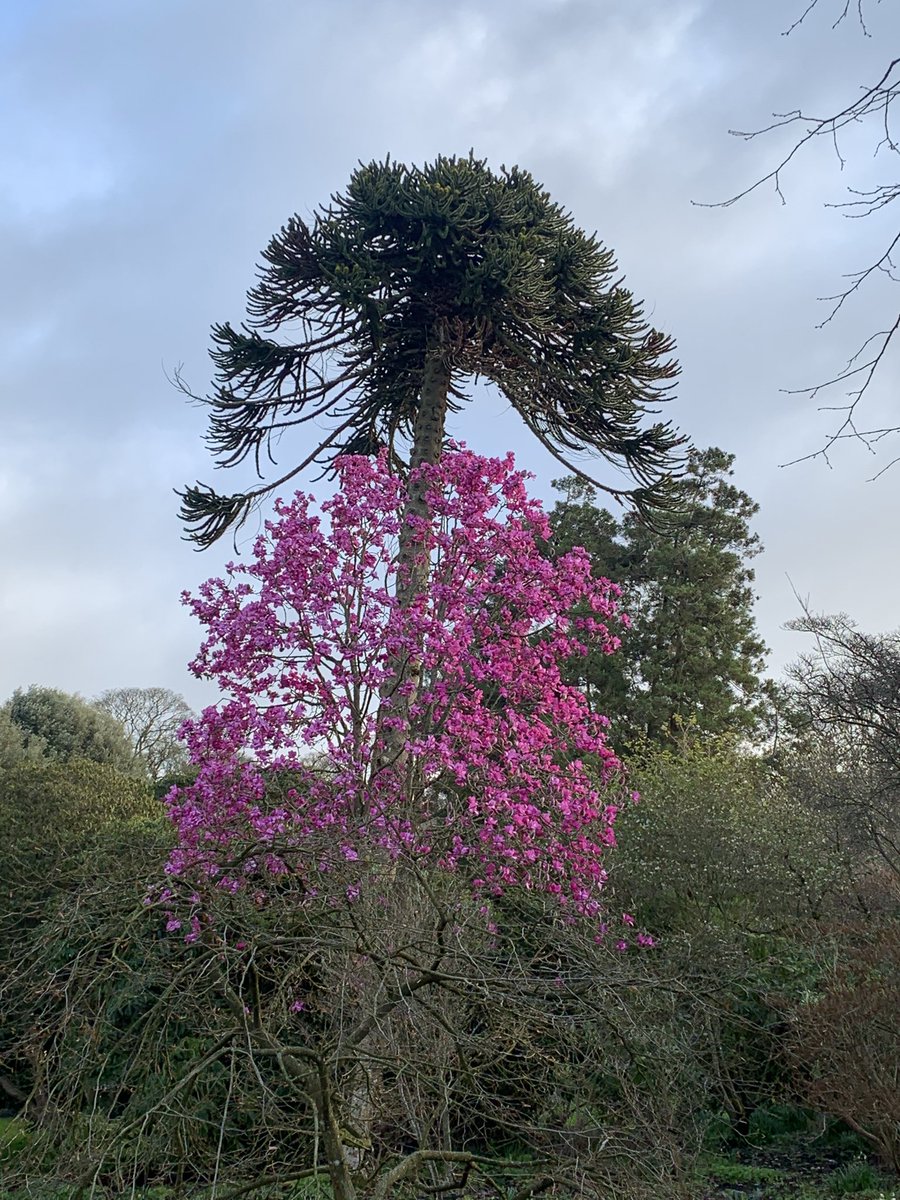 Our Magnolia Campbellii ‘Lanarth’ always puts on a show to herald the start of another season. The gardens are open again from the 20th March. 
#holkerhall #lakedistrict #cumbria
