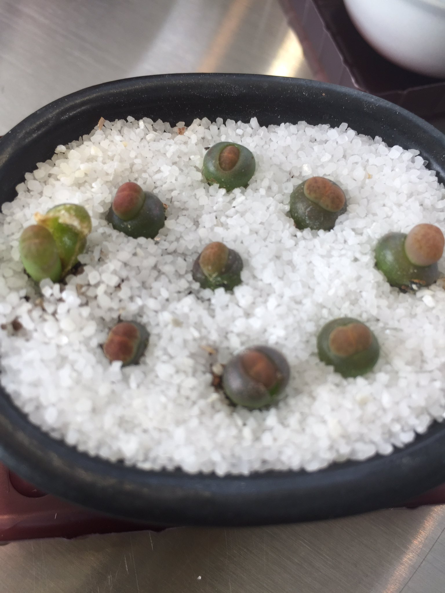 Fuyushimaayu ブルゲリはどうかわかんないけど リトープスとハオルチア はとりあえず腰水につけとけばなんとかなりますよー 秋頃に植えたリトープスたちが 今続々と脱皮しててちょっと楽しい感じです 脱皮した途端に ちゃんとお尻っぽくなってる