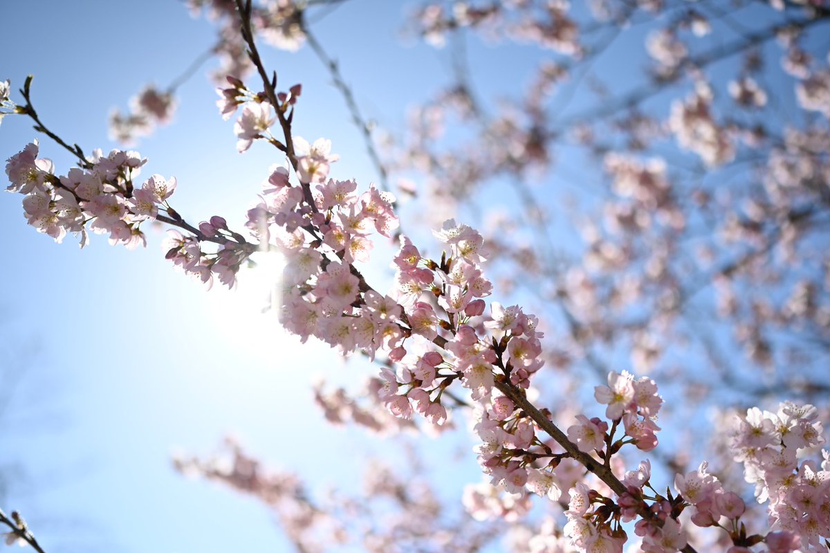 ymtbi's tweet photo. 京都府立植物園に行ってきました。
早咲きの桜と青空の広がる気持ちのいいお散歩ができました。ウイルスで沈んでいる空気も桜を見ると気持ちが晴れます。
#桜 #京都府立植物園 https://t.co/FXvbDt7i8g