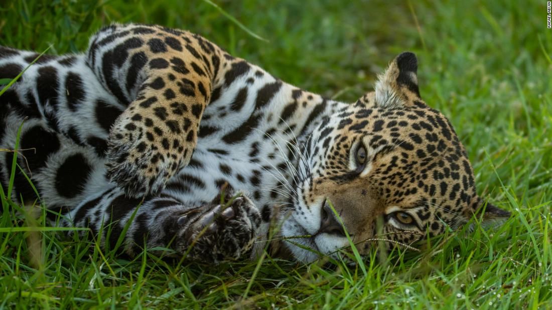 "'Rewilding' is the effort to restore natural processes and reintroduce missing species to an environment, and Iberá is the site of the largest and most ambitious rewilding project currently underway in the Americas." 
Learn more about Ibera Wetlands: 
buff.ly/3aVesTM