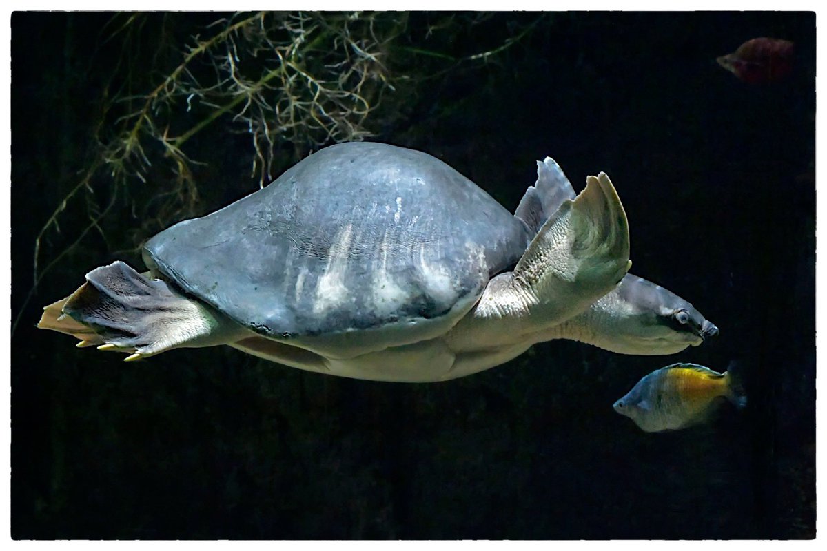 AuboisVeronique's tweet photo. Thursday #Turtle !
#FlyRiverTurtle @LAZoo
Question to my photographer Friends : have you ever tried 57600 ISO ?
Not a terrific pic, I agree but still : 57600 ISO !!! And let’s add that it was HANDHELD ! #Nikon #nikonphotography #NikonD5
©Véronique AUBOIS - https://t.co/L1jjKDcDki