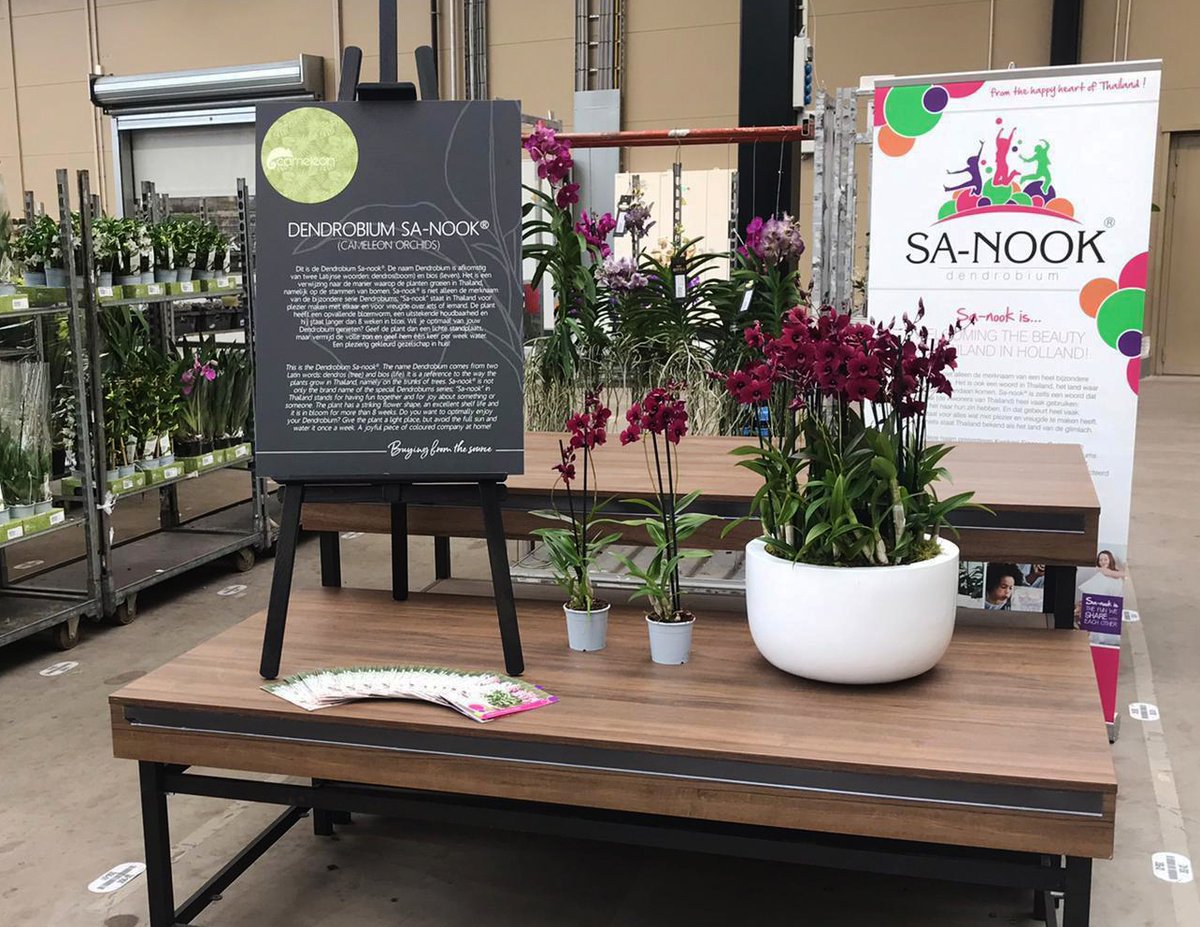 Naast de Trade Fair staat Sa-nook dendrobium de komende tijd ook extra in de spotlights bij Waterdrinker Aalsmeer!

#sanook #dendrobium <a href="/byWaterdrinker/">WaterdrinkerAalsmeer</a>