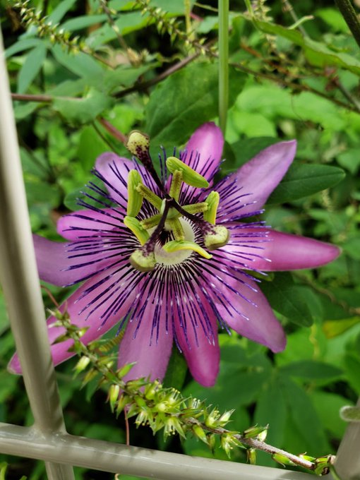 トケイソウのtwitterイラスト検索結果