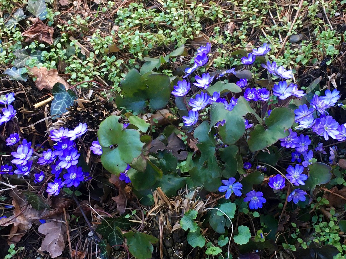 Jeanne Perego Schimpke Pausa Bella Il Mio Giardino Bavarese Dice Che E Il Momento Di Fermarsi A Godere Di Cose Piccole Ma Meravigliose