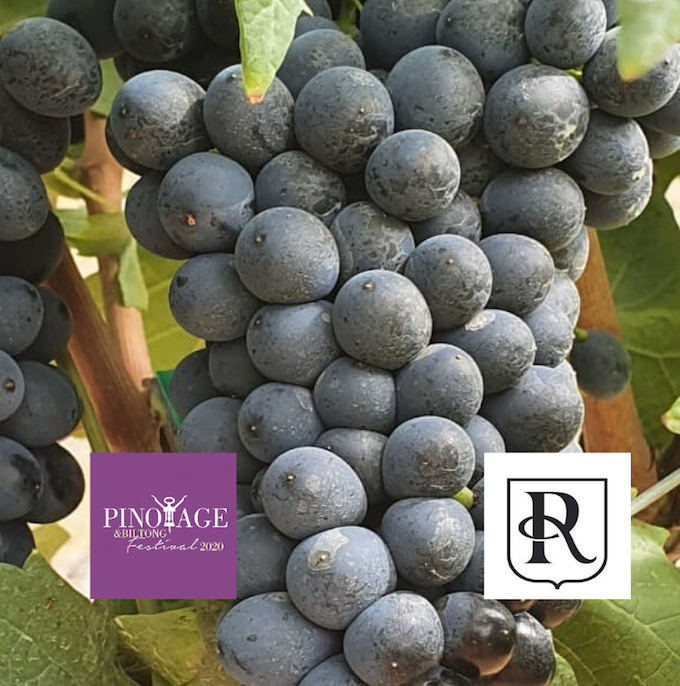 Magnificent Pinotage grapes on the vine earlier this season  <a href="/rhebokskloof/">Rhebokskloof Estate</a> - come &amp; taste their current release at the #PinoBiltongFest on 18 &amp; 19 April @PerdebergWinery

Book now: bit.ly/37UwQtj