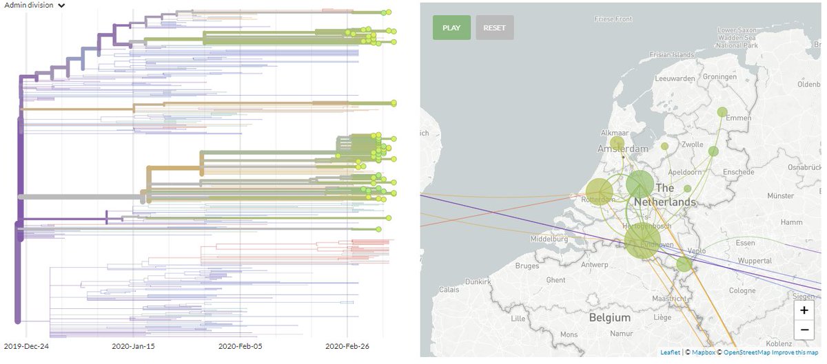 Thanks to #opendata sharing by <a href="/ErasmusMC/">Erasmus MC</a> <a href="/MarionKoopmans/">Marion Koopmans, publications: https://pure.eur.nl</a> <a href="/ReinaSikkema/">Reina Sikkema</a> <a href="/1986Bom/">Bas Oude Munnink</a> <a href="/Rimo42/">Richard Molenkamp</a> &amp; <a href="/GISAID/">GISAID Initiative</a> we've updated nextstrain.org/ncov with *48* new #COVID19 #SARSCoV2 
#HCoV19 sequences from the Netherlands - a total of 73 dutch seqs! They are positioned across the tree.