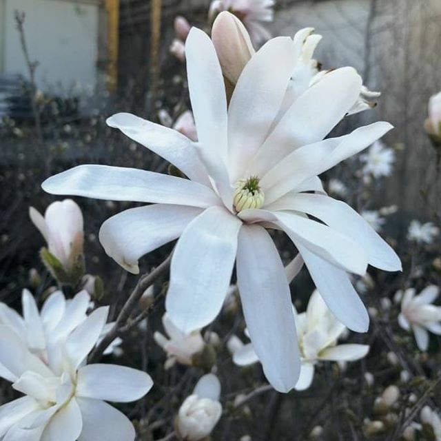 PlantamFB's tweet photo. De sezon: Magnolia stellata

#magnoliastellata #spring https://t.co/G35AZud8l2 https://t.co/J1fpPglbPO
