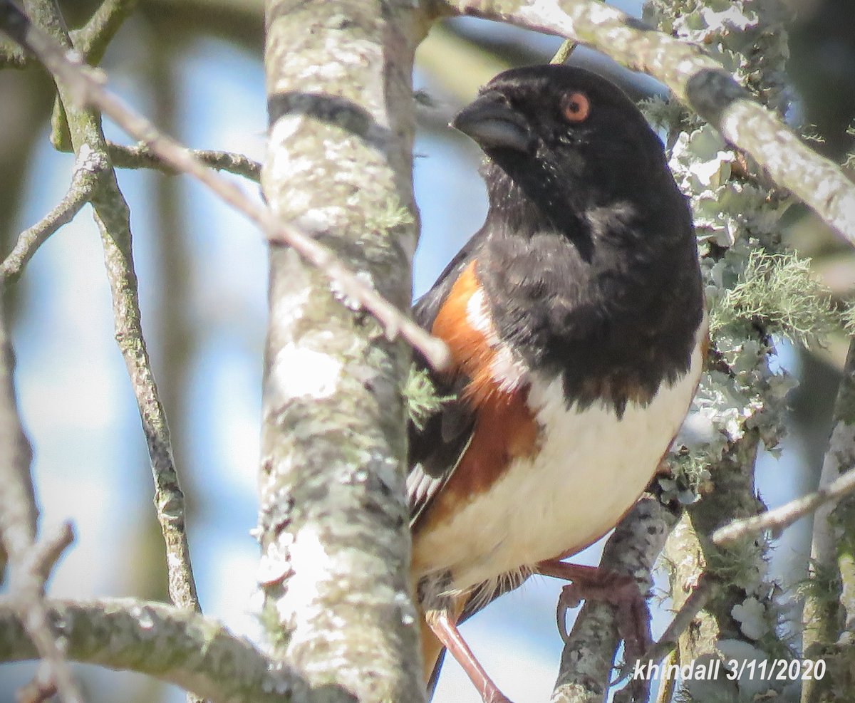 HindallK's tweet photo. Another #Backyardbirding Day in #Mybackyard When An Eastern Towhee (Male) Visited The Yard.  More Backyard Nature Photos At:  https://t.co/2LOIYkp1ne https://t.co/c2fBBEEf1G