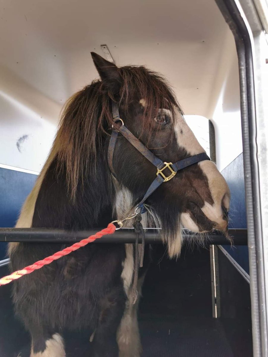 HopePastures's tweet image. Yes it's true we have been involved with helping @a_life_for_Jack as our supporters know, if we can help we will and do. Thanks to everyone who has helped Jack.  #hopepastures #horsewelfare