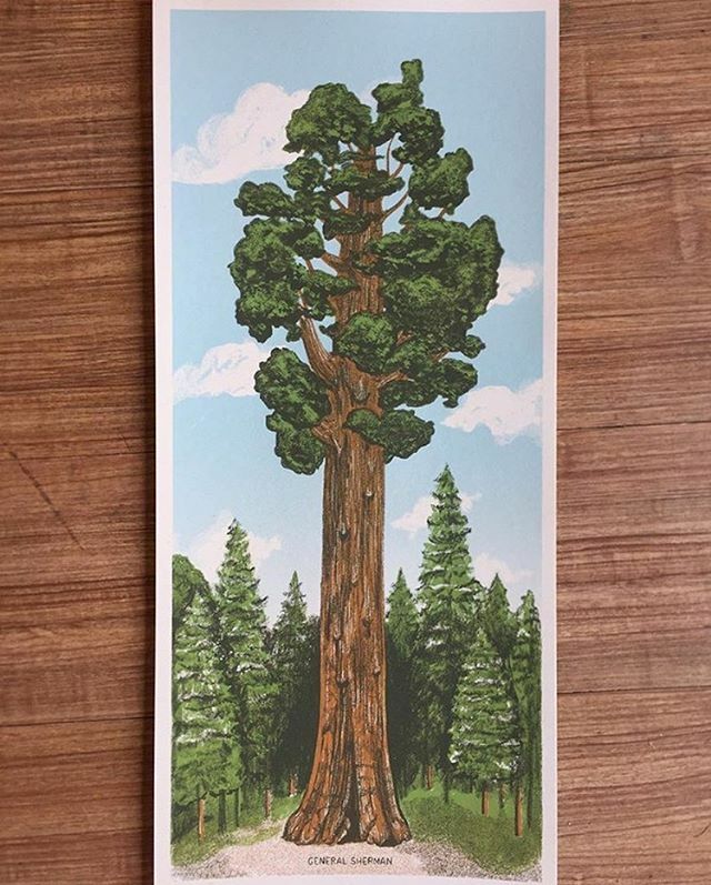 #tbt to this super-sweet 4 color print we did for @the.wild.wander back in 2016
...
...
...
#posterdesign #waterbasedinks #frenchpaper #generalshermantree #sequoia #sequoianationalpark @nationalparkservice @frenchpaperco #nationalparks #tree <a href="/sequoiaking/">Ben Fox</a>… ift.tt/2xwecv3