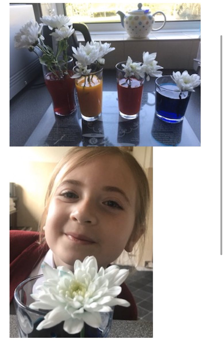 hollyleahy's tweet photo. Evelyn has set up two super experiments looking at rain clouds and changing the colour of flowers. Fantastic! @stlewiscroft #stlewisscience #scienceselfie #BritishScienceWeek https://t.co/YJRzjvlFcn