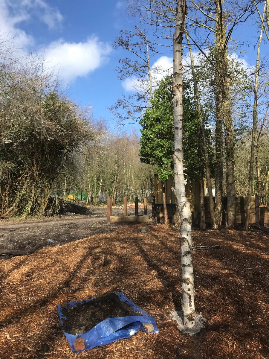 IncrEdibleEdu's tweet photo. Today we started to create the shelter area for our Forest School space at the new 🌳 Cleavley Community Forest Garden🌲. An old Birch trunk that had previously come down in a storm was recycled. Tomorrow we hope to get the circle of posts in place that will anchor the shelter! https://t.co/YbDwSStmIs