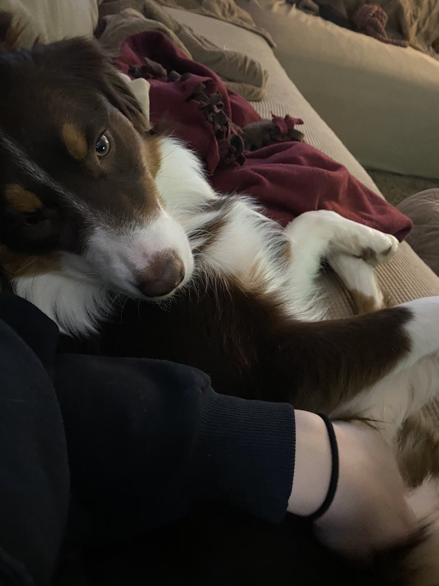risspigs's tweet photo. @nursekelsey puppy cuddles 🥰 https://t.co/EQnVWGP7NI