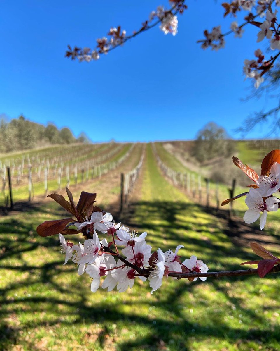 wvwines's tweet photo. Calm beauty. 🌸 
Courtesy of the Willamette Valley and @yamhillvalleyvineyards (📷). https://t.co/obVjFkP7Jg