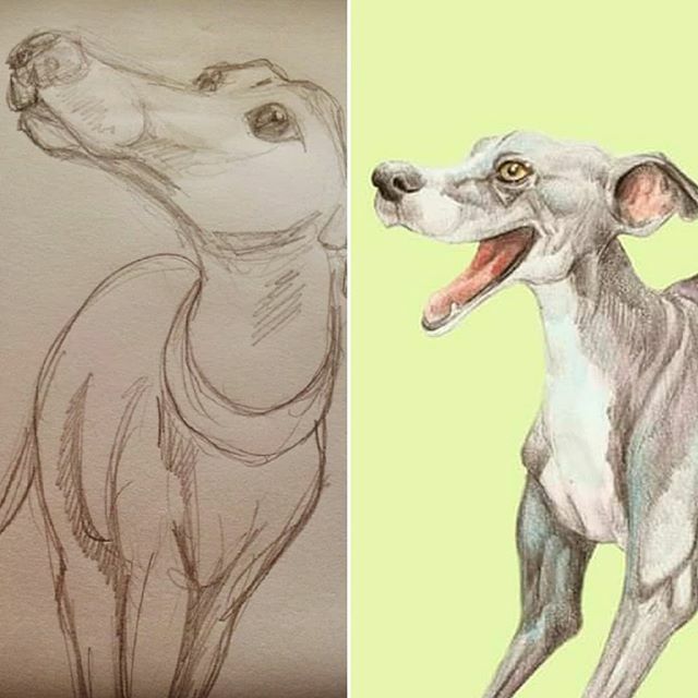 dogs_pyjamas's tweet photo. #marchmeetthemaker 🐾 Learning curve 🐾 there's around six years difference between these two drawings.

#whippet #greyhound #marchmeetthemaker2020 #sketchbook #green #doglifestyle #doglife #artistlife https://t.co/81rIsGAVrz https://t.co/ljWxo0DJLq