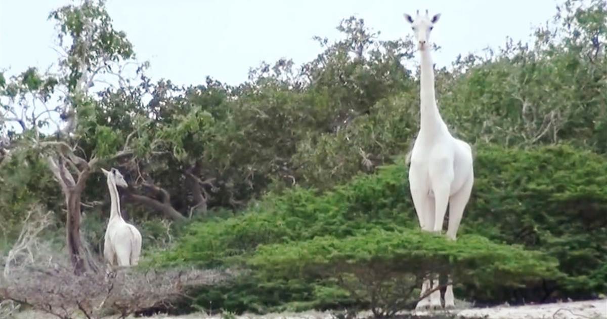 Two of the last white giraffes on Earth were slaughtered by poachers.