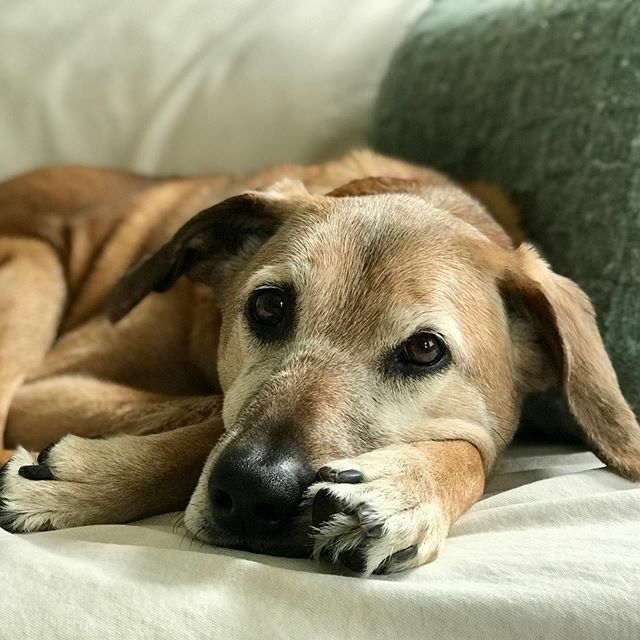 SarahHauer's tweet photo. Work from home day 1 out of ?
Are you going to the office or staying away because of #coronavirus? #workfromhome #WFH #bemke #milwaukee #dogsofinstagram https://t.co/O6C5CziCXp https://t.co/VOgM469N4H