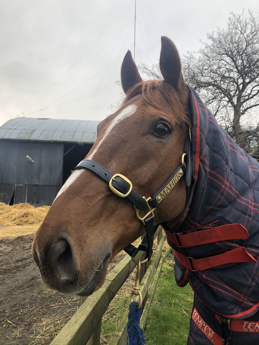 georgiedennis's tweet photo. One more sleep (or lack there of). Let’s bloody do this. #CheltehamFestival #GoTheBlue 💙 https://t.co/PQE62XC7Nm