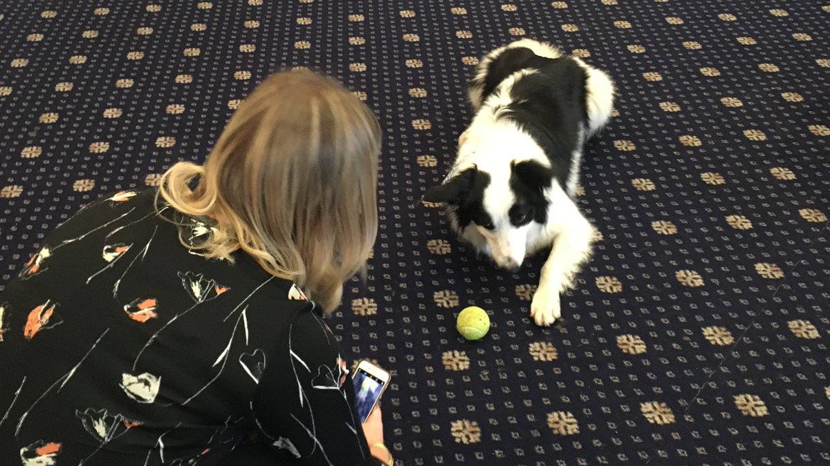 sophmlake's tweet photo. Naturally I couldn’t leave lovely Marley the therapy dog alone today at the #LPFTResearchConf ❤️❤️🐶🤷🏼♀️ https://t.co/Gm8Iu1q8hj