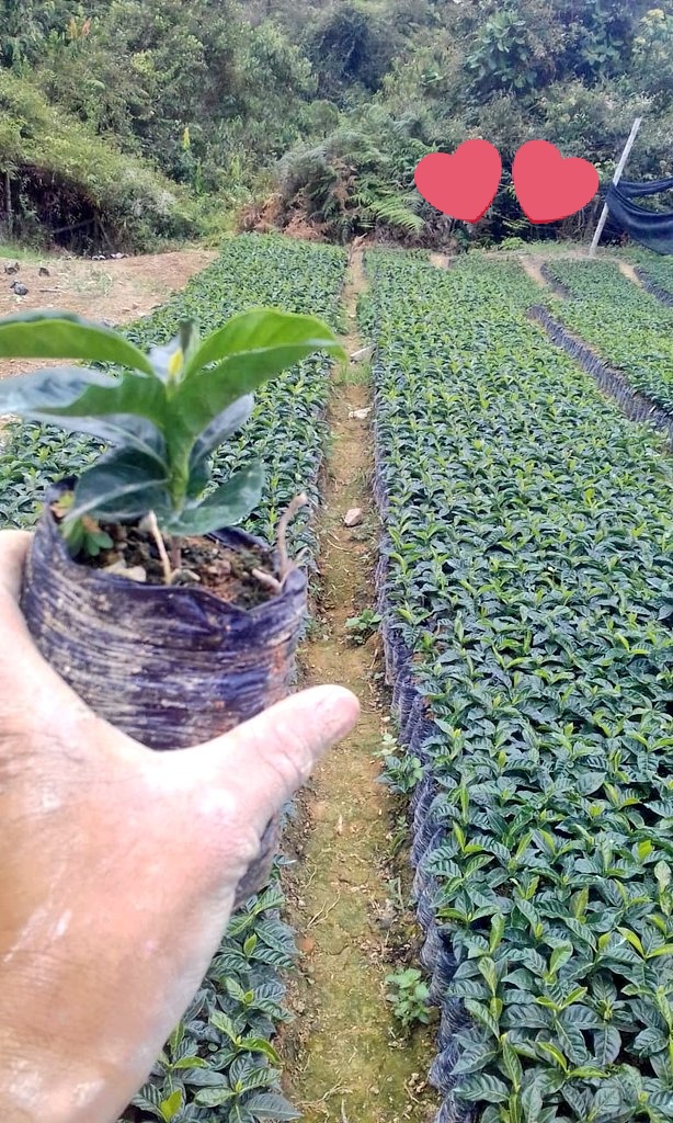 Angela Pelaez tweet media