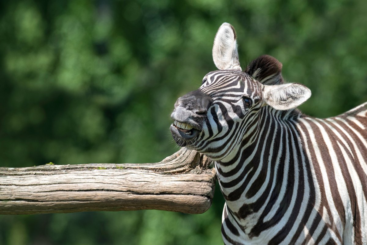 West Midlands Safari Park tweet media