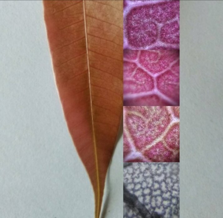 Edurafi's tweet photo. In tender leaf edition, today it is Mango leaf. Photo taken with the Foldscope. #scicomm #Science #ScienceTwitter #AcademicTwitter https://t.co/KxKxeppG0t