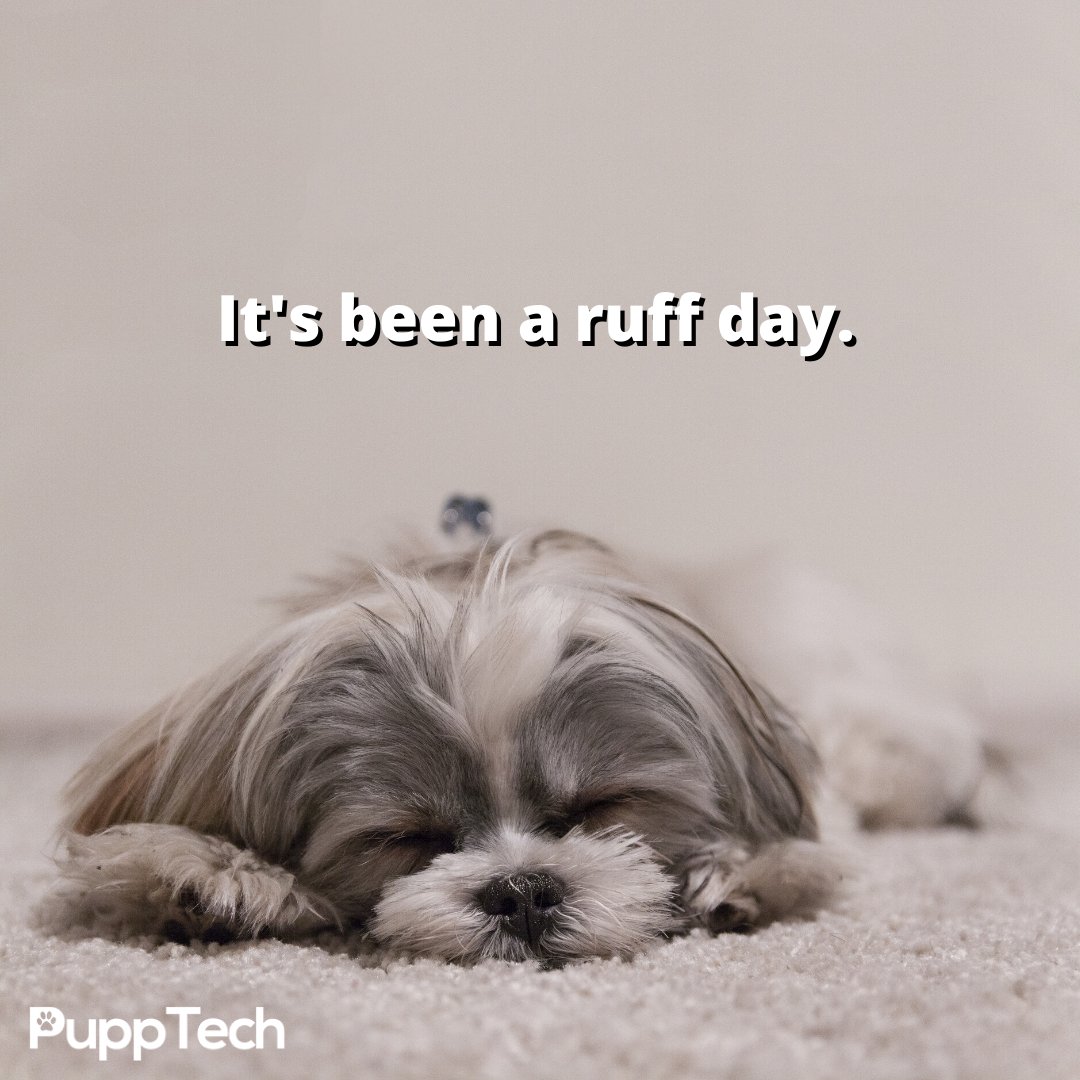 PuppTech's tweet image. Good girl. 🐶

#pupptech #puppcomm #Dog #DogsOfInstagram #Puppy#Dogs #Pet #InstaDog #Dogstagram #Petstagram #DogLover#DogOfTheDay #cute.#doglovers.#doglife#puppylove#doggo#puppies
#puppiesofinstagram #pupptech #puppcomm #adorabledogs