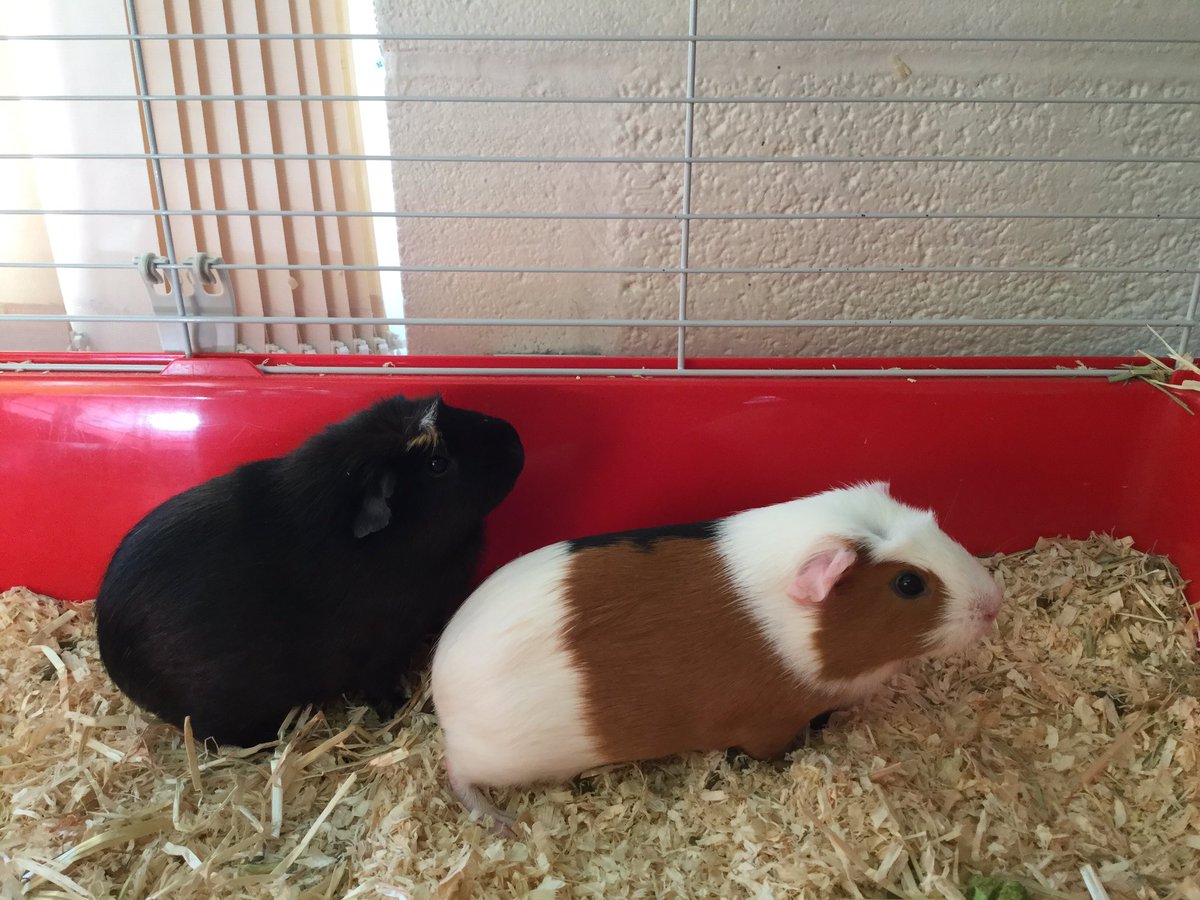 TickfordPark's tweet photo. The guinea pigs arrived last week! The children are learning how to take care of them and are doing a great job! If you haven’t returned a signed consent form your child will not be able to handle the guinea pigs so please return it as soon as possible. #TPemerald #TPmoonstone https://t.co/rgfKZsdnKu