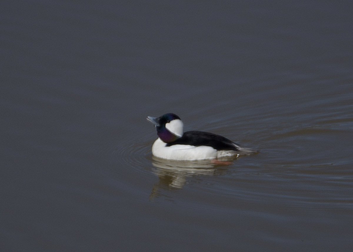 These guys (bufflehead ducks) pass through for a few days every year. #bufflehead #duck #wildlife #wildlifenc #NaturePhotography #naturenc #wildlifephotography