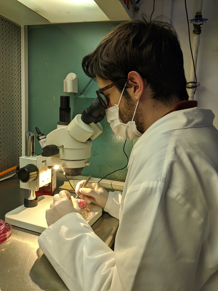 AntonioRamFdez's tweet photo. Apart from discussing about pandemics and failed trips, we also try to work a little bit every now and then. This is me trying to learn something about neuronal cell cultures. I hope I can improve soon enough, if circumstances allow... #PhDLife #PurinesDX #InvestEUResearch https://t.co/uinqiRBt7o