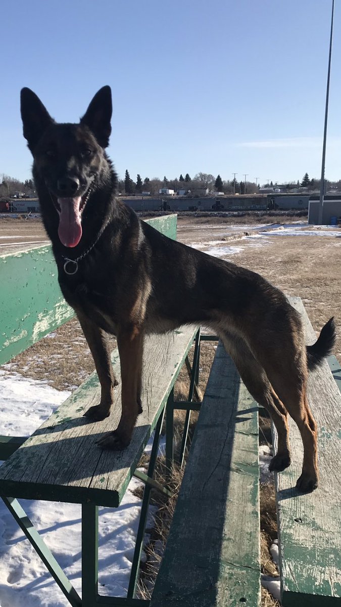 Happy 2nd Birthday to PSD True! <a href="/MJPolice/">Moose Jaw Police</a> <a href="/MJPS_K9/">MJPS K9</a>