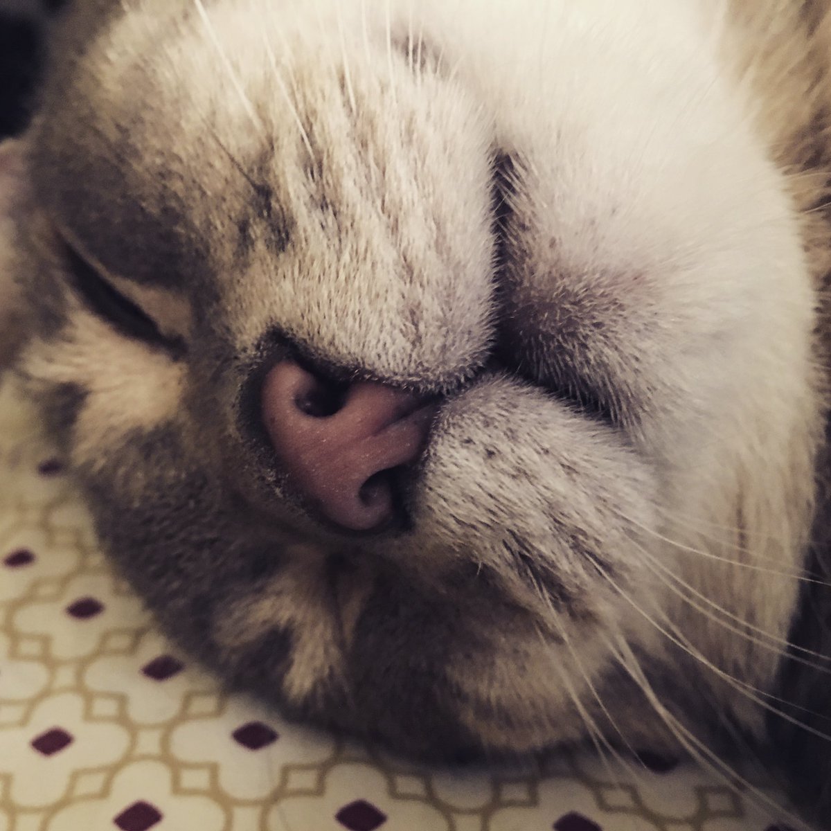 Sandy Parlin tweet media