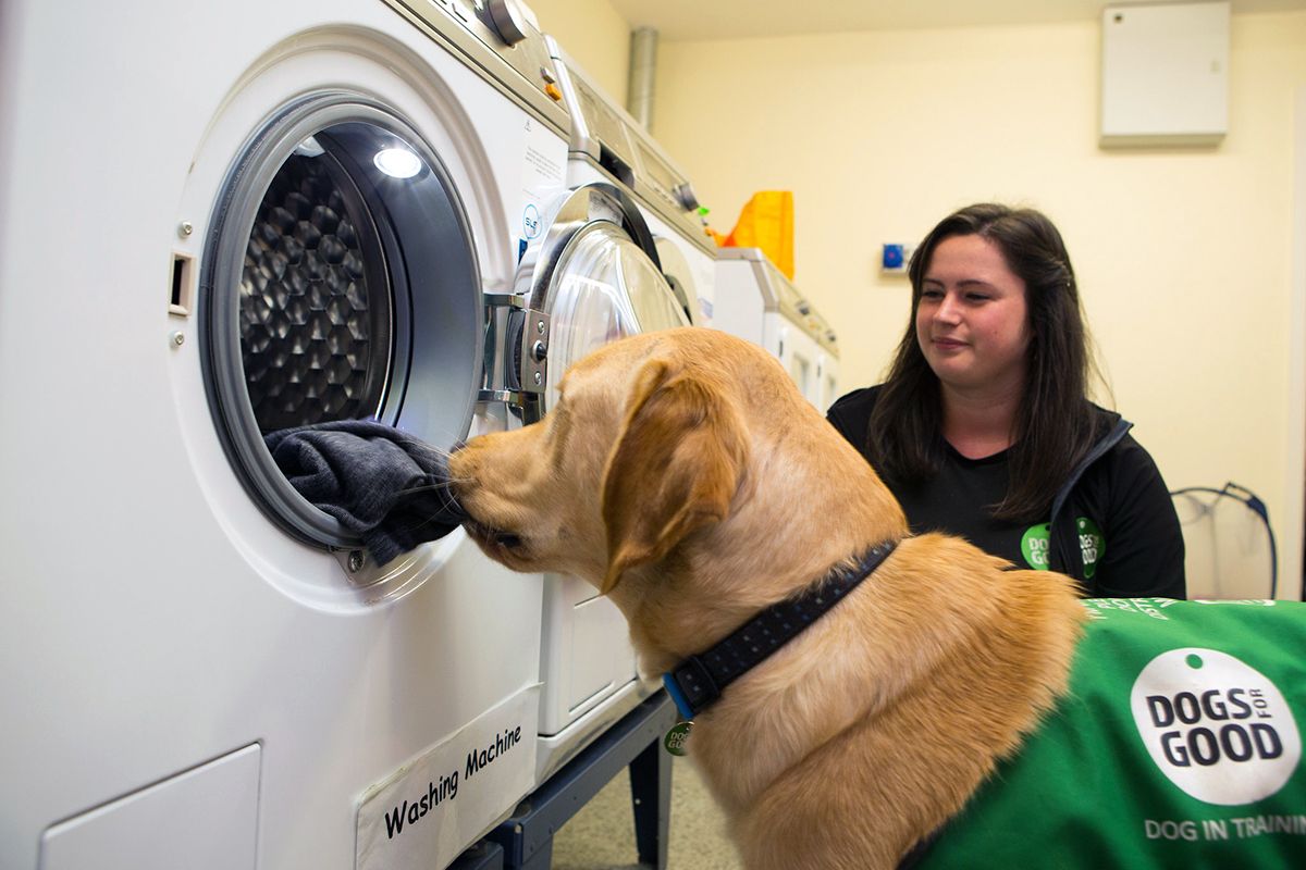 TechnicalVale's tweet photo. How handy is this dog?  Lovely to be @DogsForGoodUK in Banbury last week

#dogsforgood #Banbury #Oxfordshire #networkcabling #networkupgrade #wirelessnetworks #wifipoints #AVsystems #interactivewhiteboards https://t.co/mRNjCTYXIe