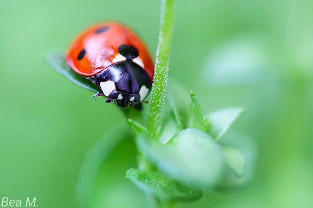 BeaMidik's tweet photo. Erster Marienkäfer im März zuhause entdeckt
#Marienkäfer #käfer #insect #insekt #hof #pflanzenkübel #100mm2.8 #canon #green https://t.co/s8GXQx5QLr https://t.co/7OJFJrYtzK