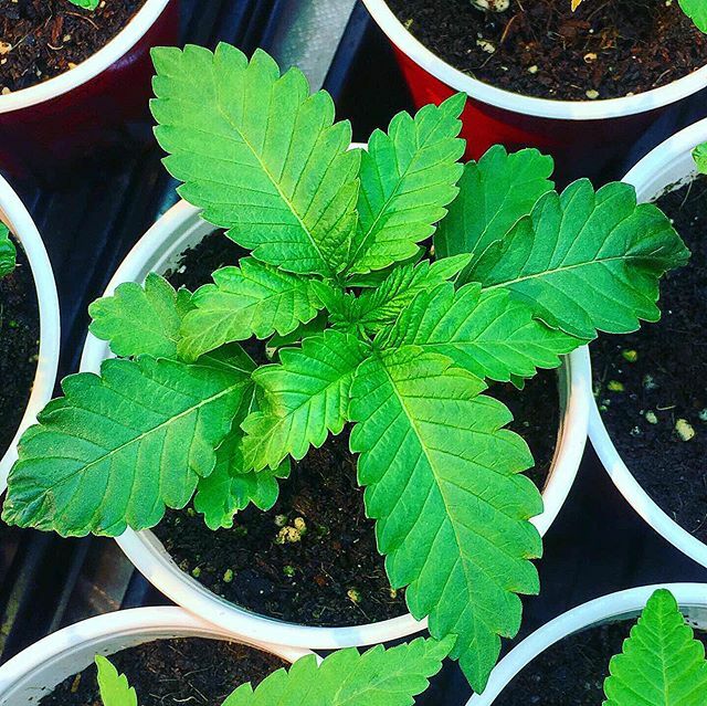 CapitalClones's tweet photo. #Kobe seedling #10 by @symbioticgenetics a cross of LA Confidential x Purple Punch F2🔥🔥 #mambamentality #capitalclones #mmmp #michigancannabis #mambamentality #lakers #lakeshowlakernation #lakersnation #lakers4life #lakersallday #purpleandgold #kobebryant #kobe #lebron #mamb… https://t.co/m1tR34gSMi