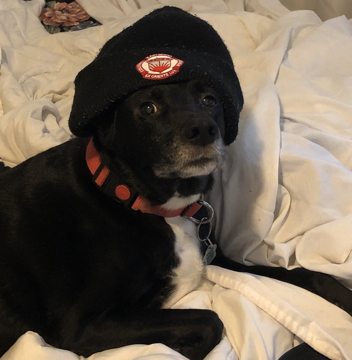 GabeGuerraa's tweet photo. My twitter feed is nothing but coronavirus tweets so here’s a picture of my dog wearing a hat https://t.co/cVgsh23Hex