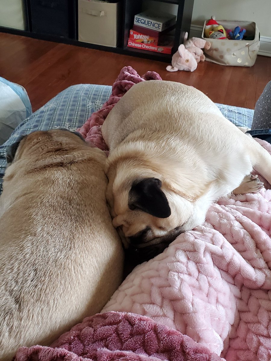 KKoalaM's tweet photo. Snuggling on a chilly day #cuddlepugs #puglife #pugsoftwitter https://t.co/nTxOiNQBMB