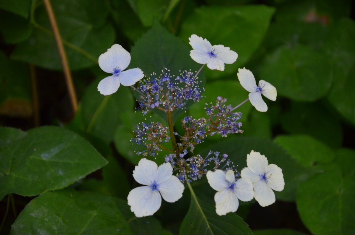 Applications for our #LIStudentTravelAward 2020 are now open. Get inspired by our previous winners’ stories! Head to our  Facebook page and hear all about 2019-winner Lisa Peachey's trip to study the healing benefits of landscape! facebook.com/chooselandscap…