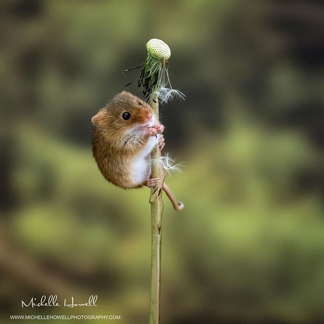 mich_howell's tweet photo. Dandelion Time!
@michellehowellphotos
#dandelion #harvestmouse #mouse #mice #miceofinstagram #dandelionclock #seedhead #cute #spring #flower #nature #macro #furryfriends #NikonD500 #wakeycc @NatureTTL @Yorkshirelifemag @sheclicksnet @solentnews https://t.co/n2tNaGMQxQ https://t.co/cLCyJtd4Uz