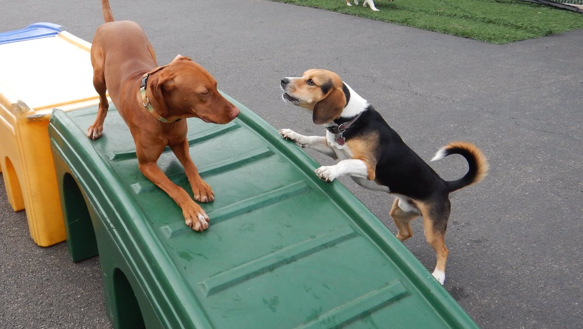 TailGateForDogs's tweet photo. Rozsi and Theo aren't letting the overcast weather ruin their day! Rain or shine, they enjoy every moment playing at daycare! #tailgatefordogs #daycare #rainorshine #theo #bassethoundbeaglemix #rozsi #vizsla #lovebirds #cuties https://t.co/ApX5Xyo3jf