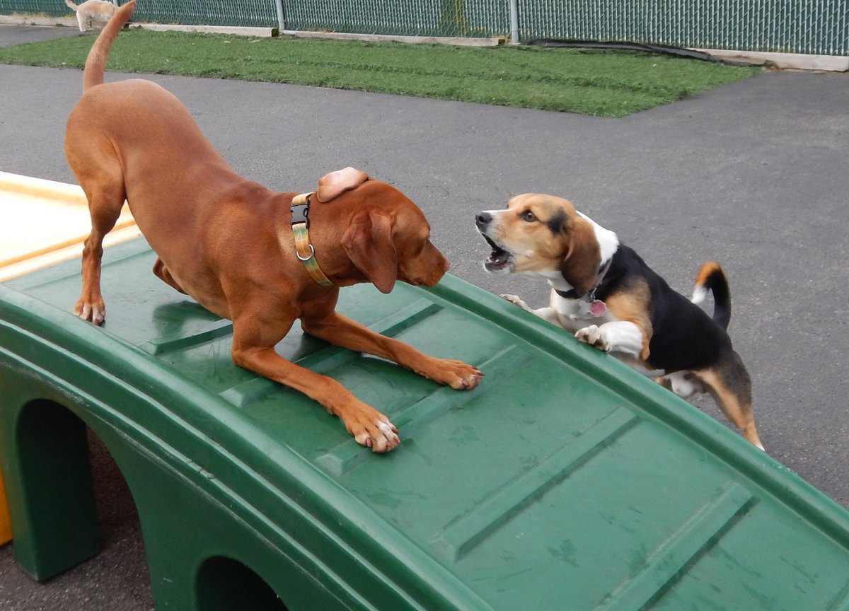 TailGateForDogs's tweet photo. Rozsi and Theo aren't letting the overcast weather ruin their day! Rain or shine, they enjoy every moment playing at daycare! #tailgatefordogs #daycare #rainorshine #theo #bassethoundbeaglemix #rozsi #vizsla #lovebirds #cuties https://t.co/ApX5Xyo3jf