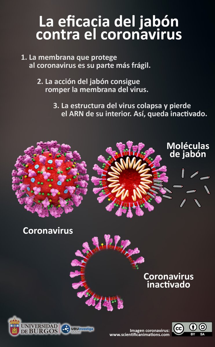 ¿Por qué el jabón es tan eficaz contra el coronavirus y otros virus?

La membrana que protege al #COVID19 es su parte más frágil, y la acción del jabón consigue romper la membrana e inactivar el virus.

Hilo sobre la importancia de lavarse las manos con jabón contra el #covid_19.