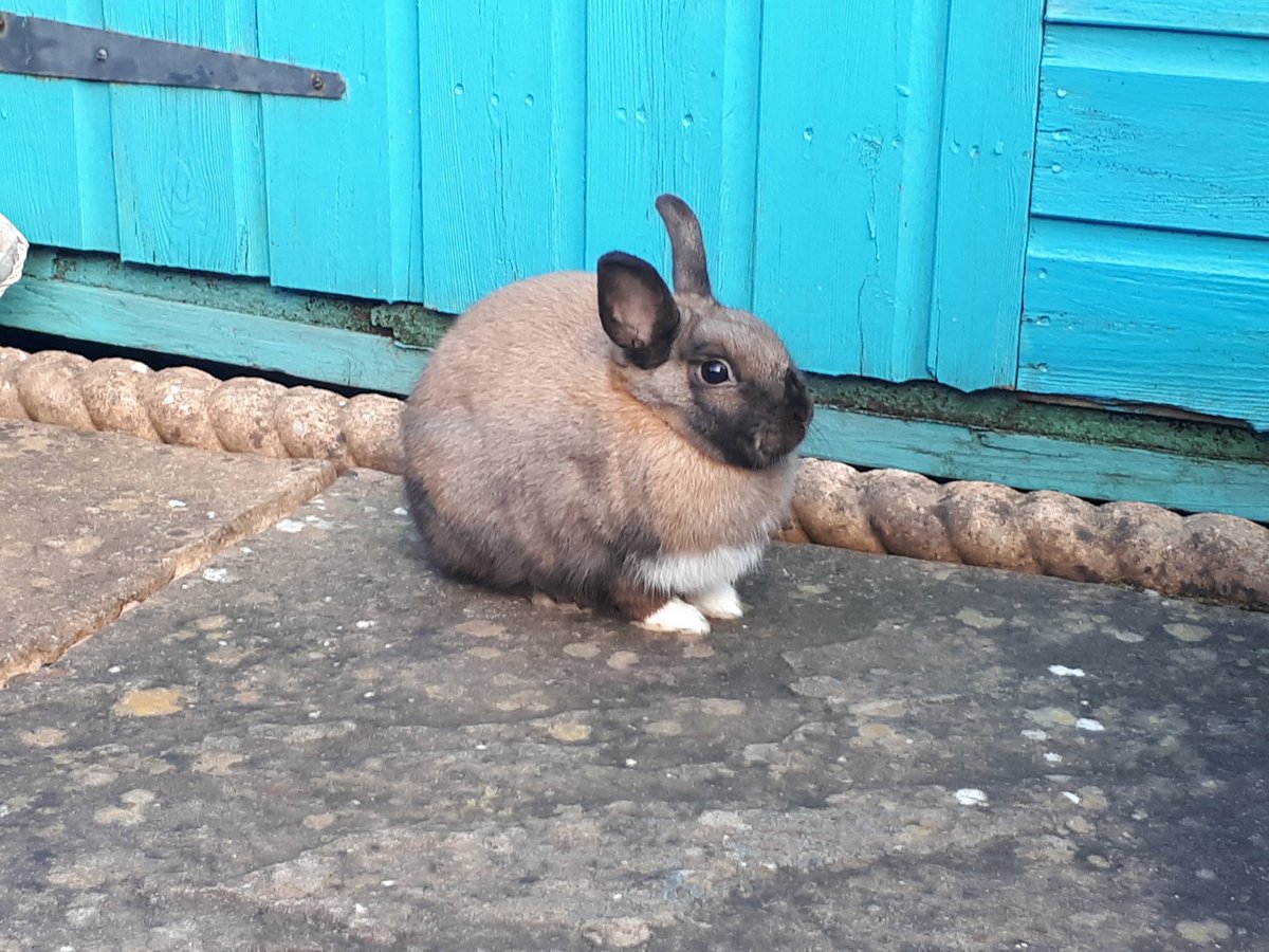MattyWebber88's tweet photo. Found this very friendly bunny rabbit in my back yard in Shotton. It's now been taken to Daleside Vets on Chester Road. Hope it's owner can be reunited with it! Cc: @DeesideDotCom https://t.co/25b0deAC8m